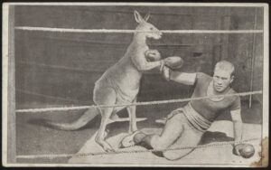 - 'Boxing Kangaroo' () - Unused Boxing Postcard