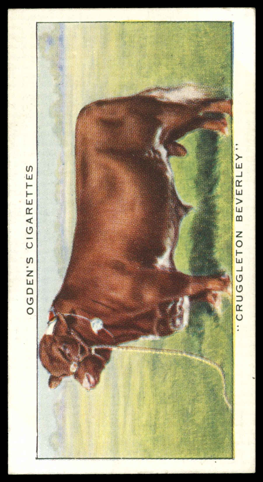 Ogden's - 'Champions of 1936' (1936) - Cruggleton Beverley (Shorthorn Bull) Ogden's - 'Champions of 1936' (1936) - Cruggleton Beverley (Shorthorn Bull)