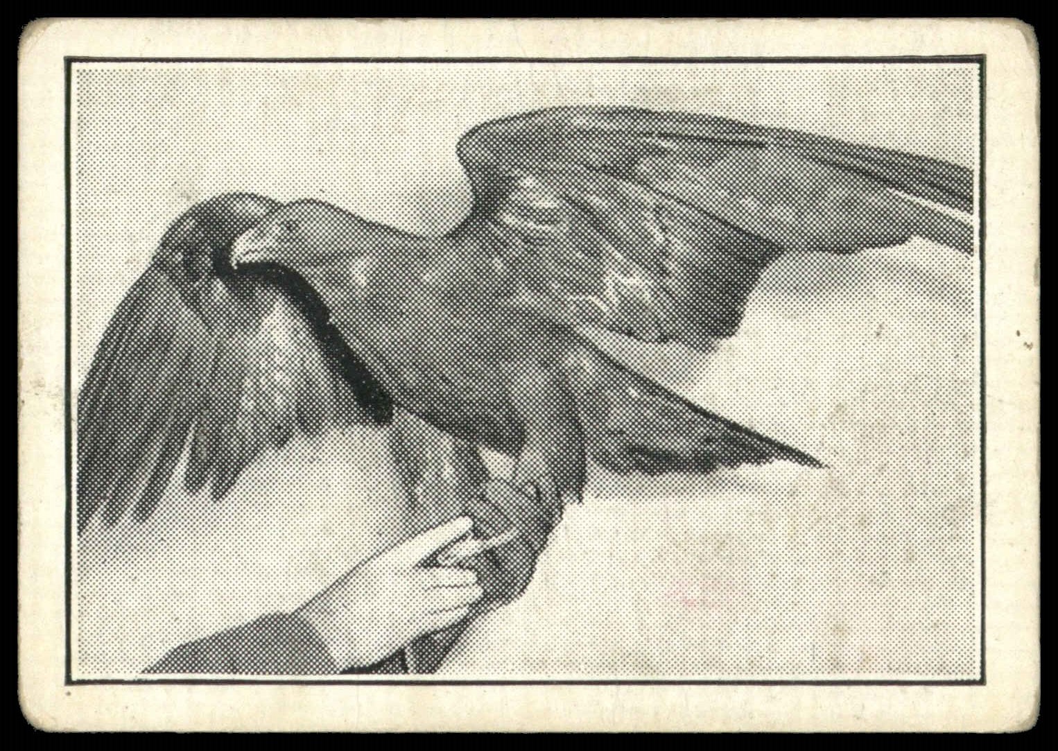 Devlin (Liam) - 'Fastest on Earth' (1953) - Golden Eagle Devlin (Liam) - 'Fastest on Earth' (1953) - Golden Eagle