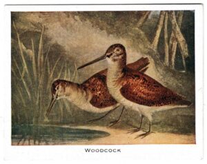 Mac Fisheries - 'Sporting Prints' (1923) - Card #2 - Woodcock