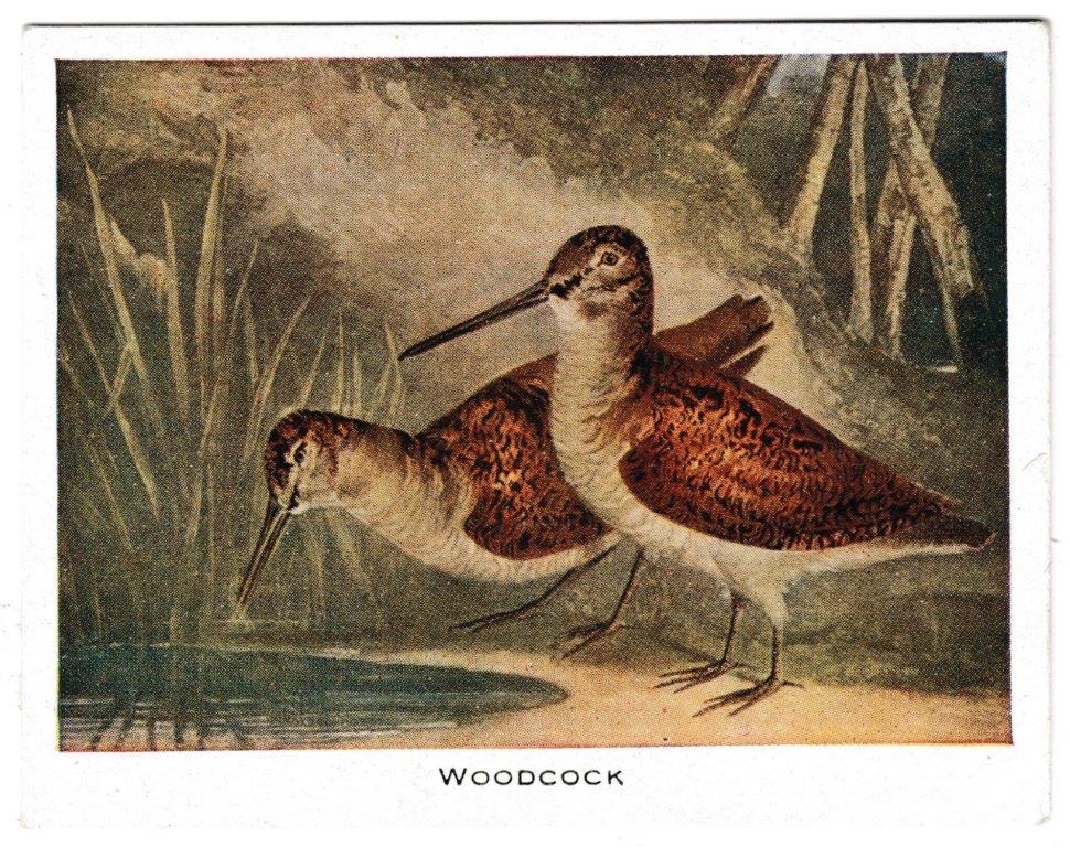 Mac Fisheries - 'Sporting Prints' (1923) - Card #2 - Woodcock Mac Fisheries - 'Sporting Prints' (1923) - Card #2 - Woodcock