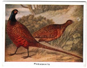 Mac Fisheries - 'Sporting Prints' (1923) - Card #4 - Pheasants
