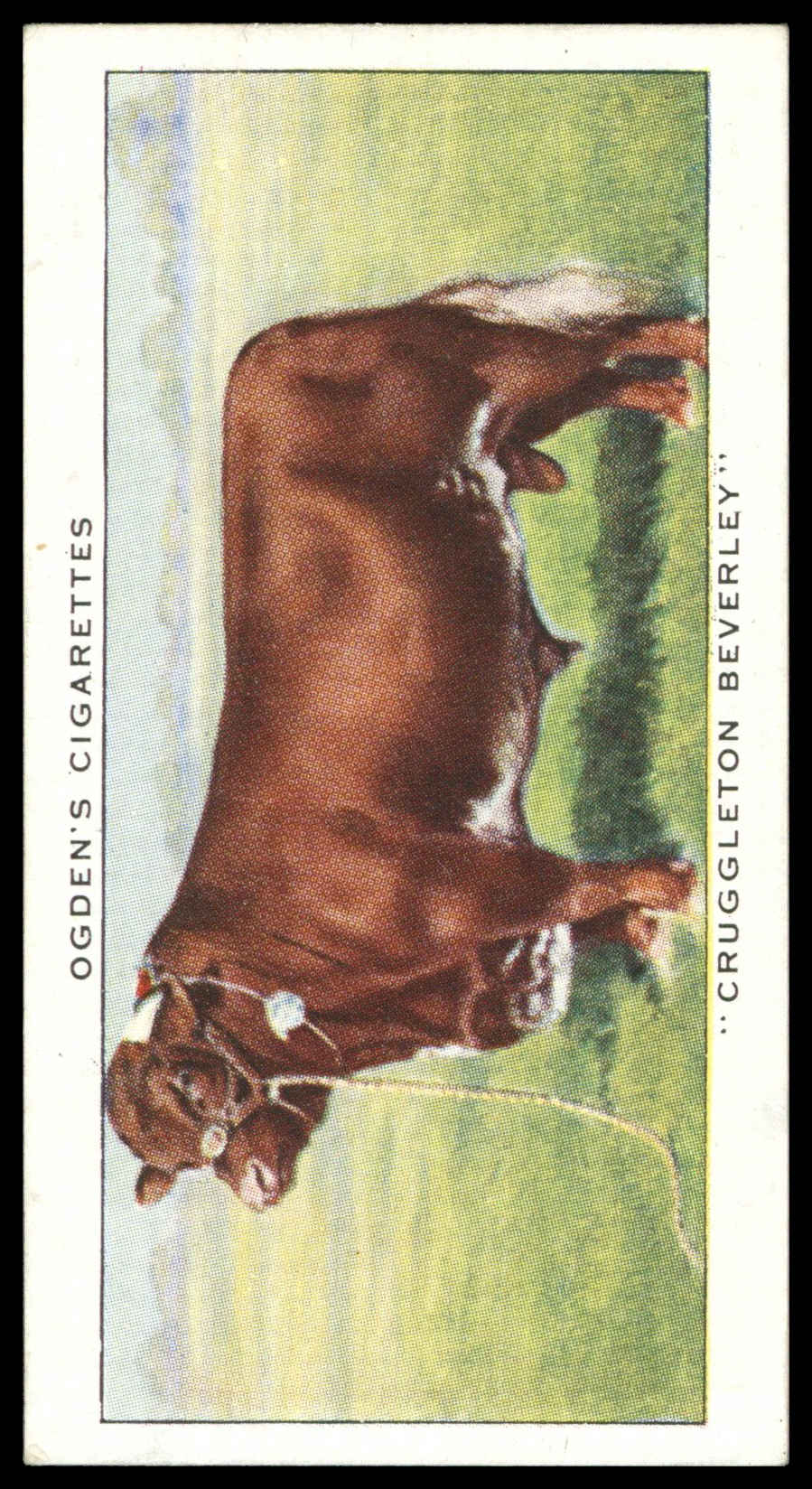 Ogden's - 'Champions of 1936' (1936) - Cruggleton Beverley (Shorthorn Bull) Ogden's - 'Champions of 1936' (1936) - Cruggleton Beverley (Shorthorn Bull)