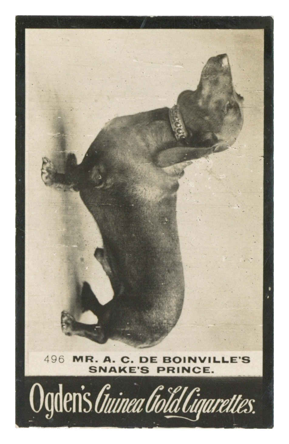 Ogden's - 'Guinea Gold C Base' (1901) - Mr. A.C. De Bonnevilles Snakes Prince Ogden's - 'Guinea Gold C Base' (1901) - Mr. A.C. De Bonnevilles Snakes Prince