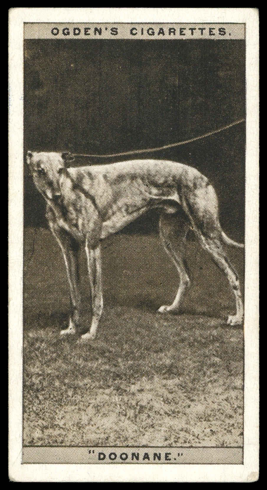 Ogden's - 'Greyhound Racing S2' (1928) - #13 - "Doonane" Ogden's - 'Greyhound Racing S2' (1928) - #13 - "Doonane"
