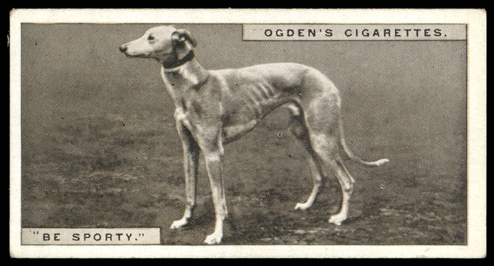 Ogden's - 'Greyhound Racing S2' (1928) - #8 - "Be Sporty" Ogden's - 'Greyhound Racing S2' (1928) - #8 - "Be Sporty"