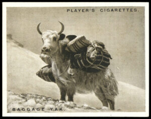 Player (John) - 'Mount Everest' (1925) - #6 - Baggage Yak