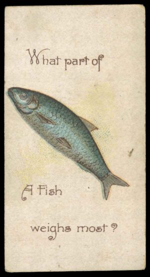 Wills - 'Conundrums (B)' (c1900) - What part of a Fish